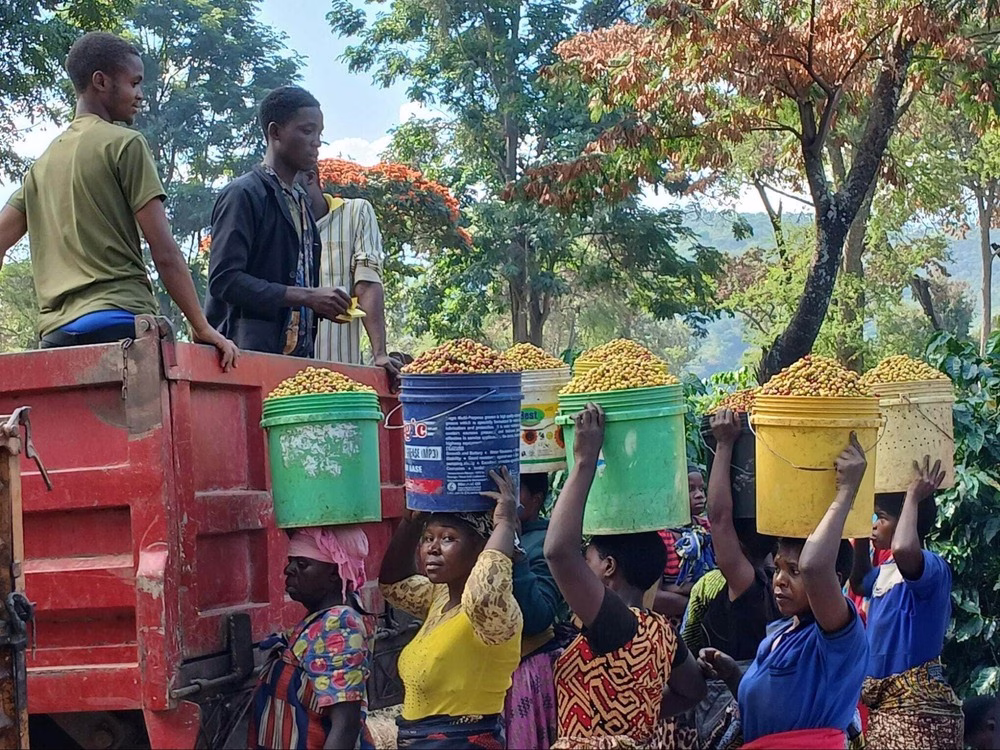Proyecto Consenso: un grupo de agricultores en Mbeya, Tanzania, se ve cargando granos de café en un camión.