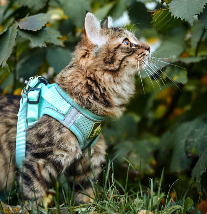 Tabby Cat vistiendo un arnés afuera en la hierba, relevante para el tema de negarse a pagar los servicios de la hermana gato.
