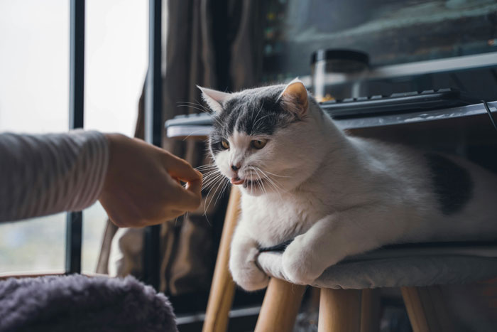 Persona que alimenta a un gato en casa, que ilustra una escena relacionada con la responsabilidad de rechazo y cuidado de la hermandra.