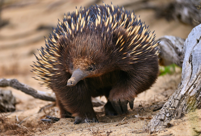 Echidna con piel puntiaguda caminando sobre tierra arenosa cerca de las ramas secas, un animal que comienza con E y donde vive