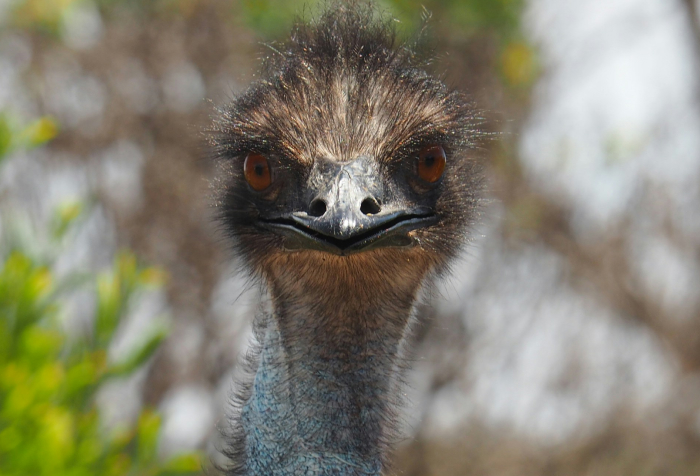 Primer plano de una emú con ojos y plumas distintivas en su hábitat natural, uno de los animales que comienzan con E.