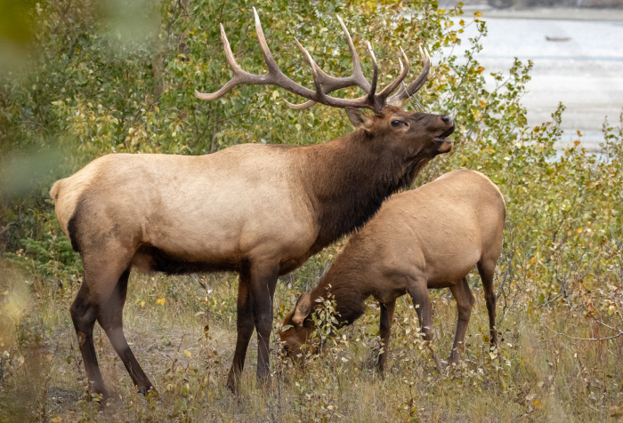 Elk en un área boscosa cerca de un río, ilustrando animales que comienzan con E y su hábitat natural.