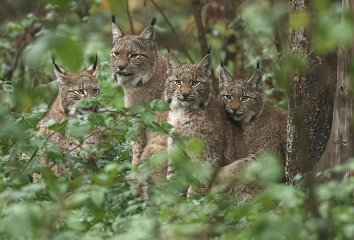 Grupo de lince eurasiático descansando en el denso follaje forestal, destacando animales que comienzan con E en su hábitat natural.