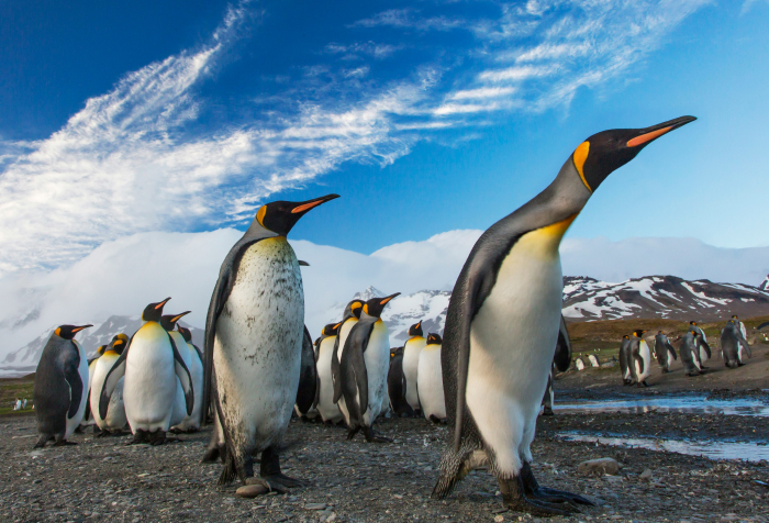 Pingüinos emperadores en terreno rocoso con montañas nevadas en el fondo, animales que comienzan con E Hábitat.