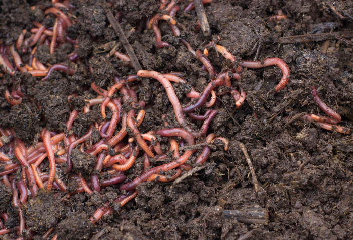 Las lombrices de tierra en el hábitat del suelo húmedo, un animal común que comienza con E encontrado en varias regiones en todo el mundo.