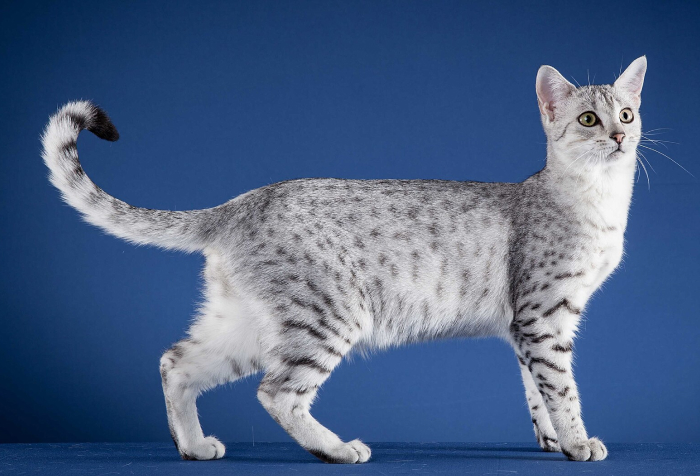 Gato egipcio mau con piel manchada distintiva de pie sobre una superficie azul contra un fondo azul, animal comenzando con E.