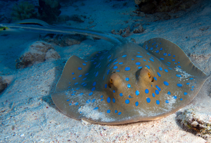 La raya de manchas azules en el fondo del océano arenoso, un animal marino que comienza con E viviendo en hábitats submarinos.