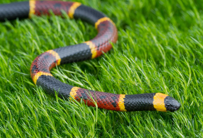 Primer plano de una serpiente de coral ecuatoriana con bandas rojas, amarillas y negras en la hierba, uno de los animales que comienzan con E.