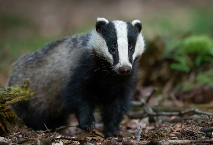 Primer plano de un tejón en su hábitat de bosque natural, uno de los animales que comienzan con E mostrados en el entorno salvaje.