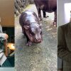 Top Global Tiktoks en 2024: ¡Mr. Bean Disciple, Lip-Synch para su vida, Baby Hippo!