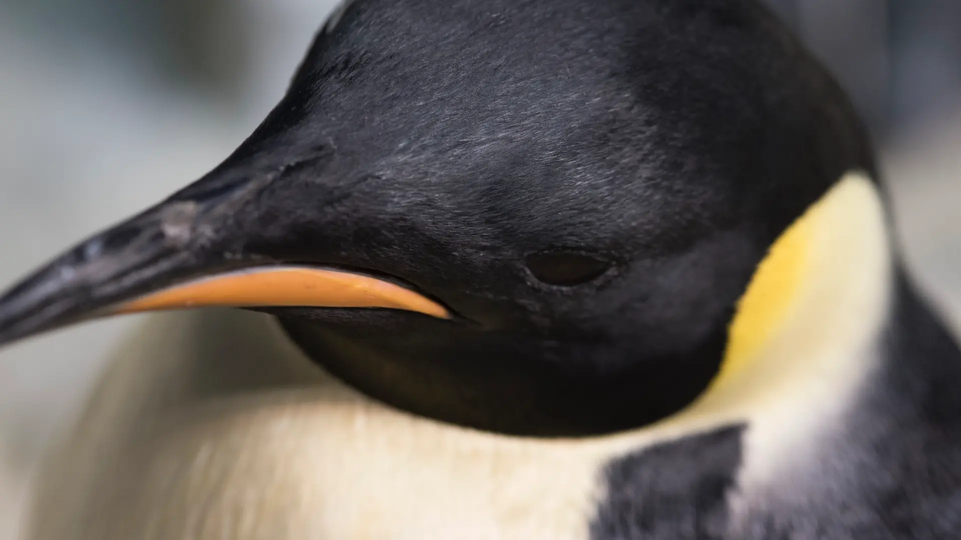 SeaWorld Orlando presenta a los únicos pingüinos emperador del hemisferio occidental