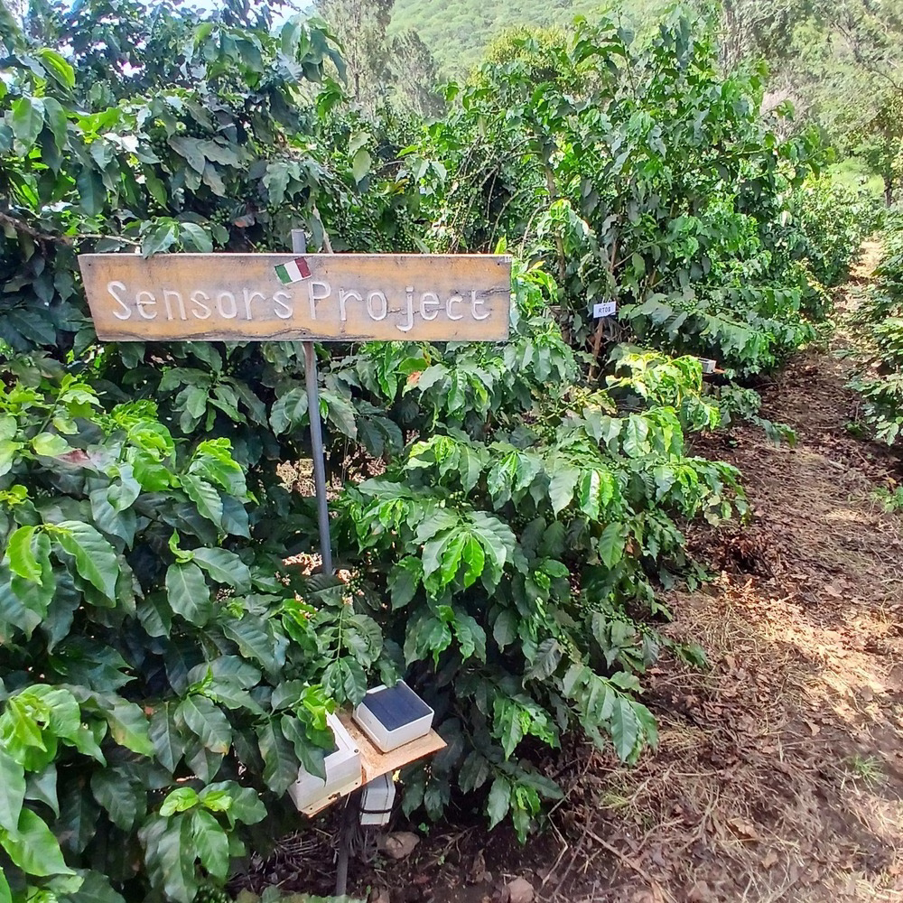 Como parte del Proyecto Consenso, en medio de una granja de café hay una planta de café equipada con un sensor. Además del sensor hay un letrero de madera pintado con las palabras 