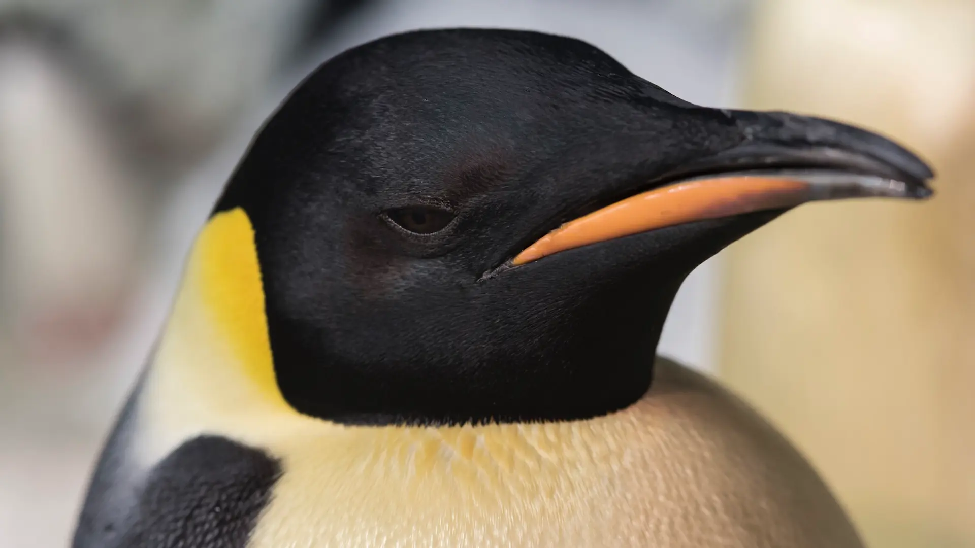 SeaWorld Orlando presenta a los únicos pingüinos emperador del hemisferio occidental