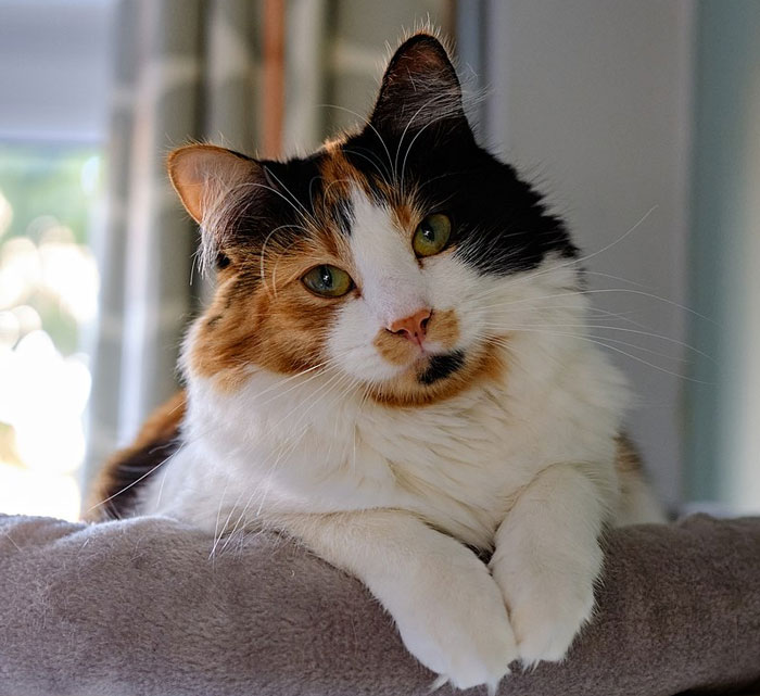 Calico gato descansando en el interior, que ilustra un escenario relacionado con negarse a pagar a una camiseta.
