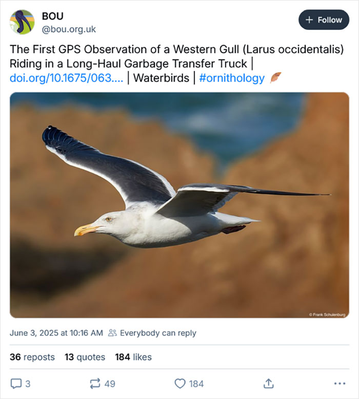 California Gull en la mitad del vuelo, mostrando su envergadura contra un fondo natural borroso.