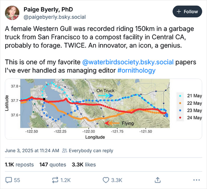Tweet que muestra el viaje de 80 millas de California Gull en un camión de basura rastreado en un mapa con rutas de vuelo y camiones.