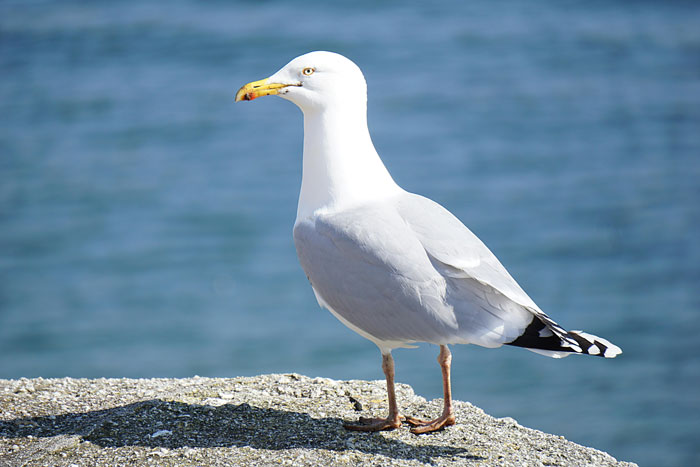 La gaviota de California de pie junto al agua sobre una superficie rocosa, conocida por enganchar un viaje de 80 millas en un camión de basura.