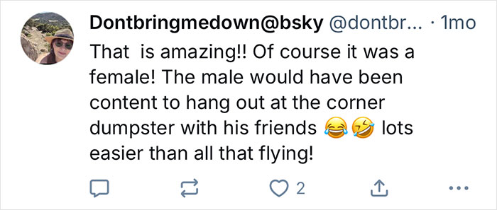 Captura de pantalla de un tweet que comenta sobre una gaviota de California enganchando un viaje de 80 millas en un camión de basura dos veces.