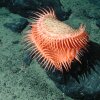 Un Cnidarian no identificado que se asemeja a una trampa para volar Venus de la familia Hormathiidae, se encuentra a 1874 metros de profundidad del agua. Un nuevo estudio encuentra que la gran mayoría del fondo del mar profundo permanece indocumentado.