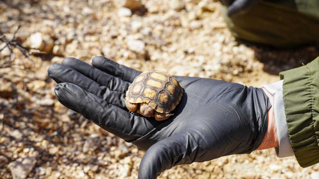 Una tortuga del desierto de Mojave de seis meses es examinada por el biólogo de vida silvestre.