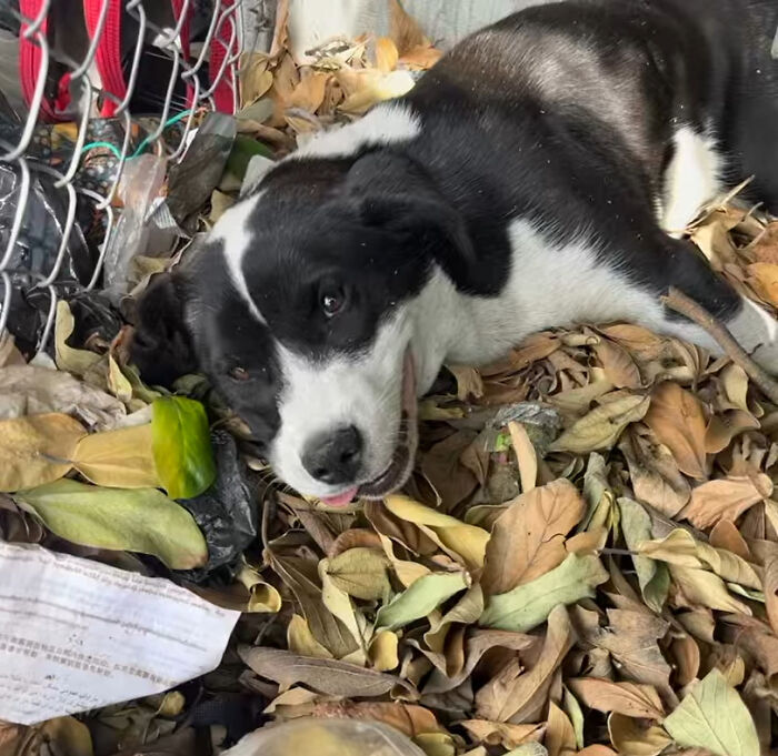 Perro lesionado que descansa entre la basura y las hojas secas después de ser rescatada y amamantada de regreso a la salud por los rescatistas.