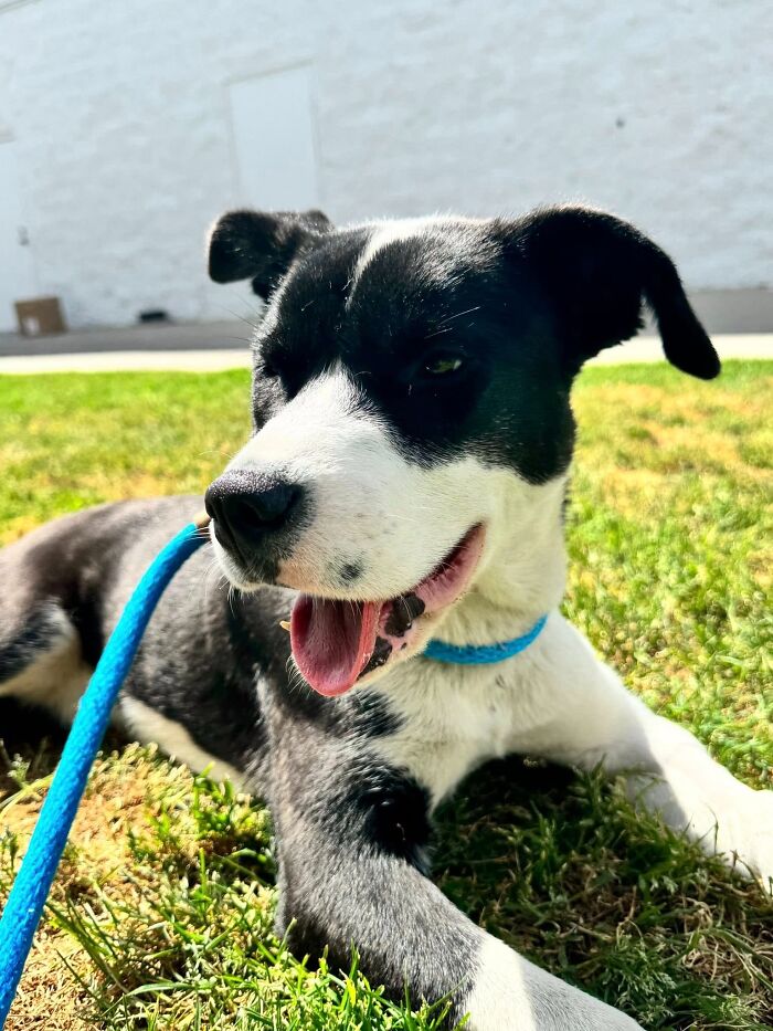El perro blanco y negro descansa felizmente sobre el césped después de ser rescatado y amamantado de regreso a la salud al atender a los internautas al aire libre.