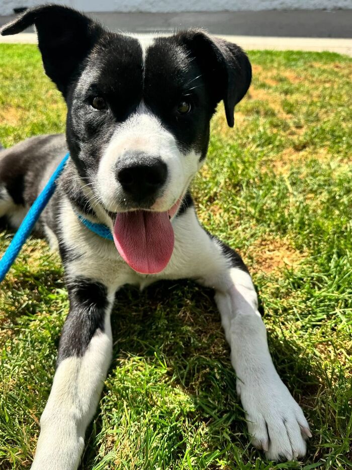 Feliz perro blanco y negro que descansa sobre el césped, mostrando recuperación después de ser rescatado y amamantado para la salud.