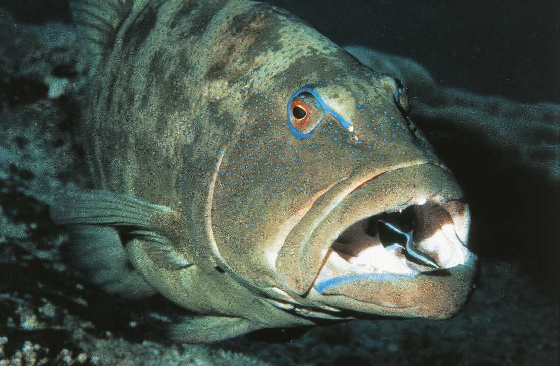 Wrasse limpio eliminará los parásitos incluso de las bocas de los peces depredadores, como este mero gigante en la gran barrera de Australia.