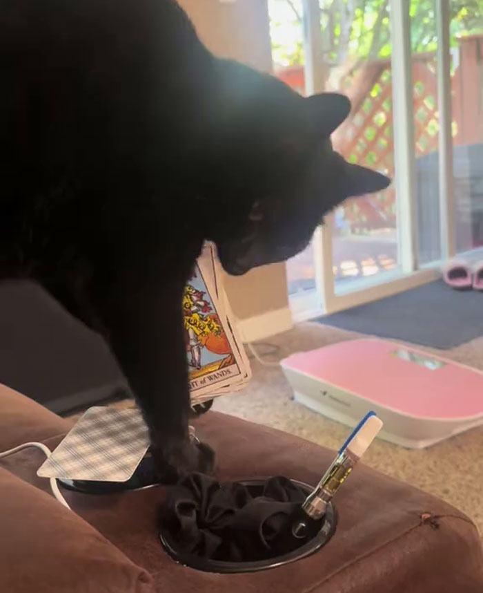 Black Rescue Cat sosteniendo una carta de tarot con talentos místicos, capturados en un acogedor entorno de su madre.