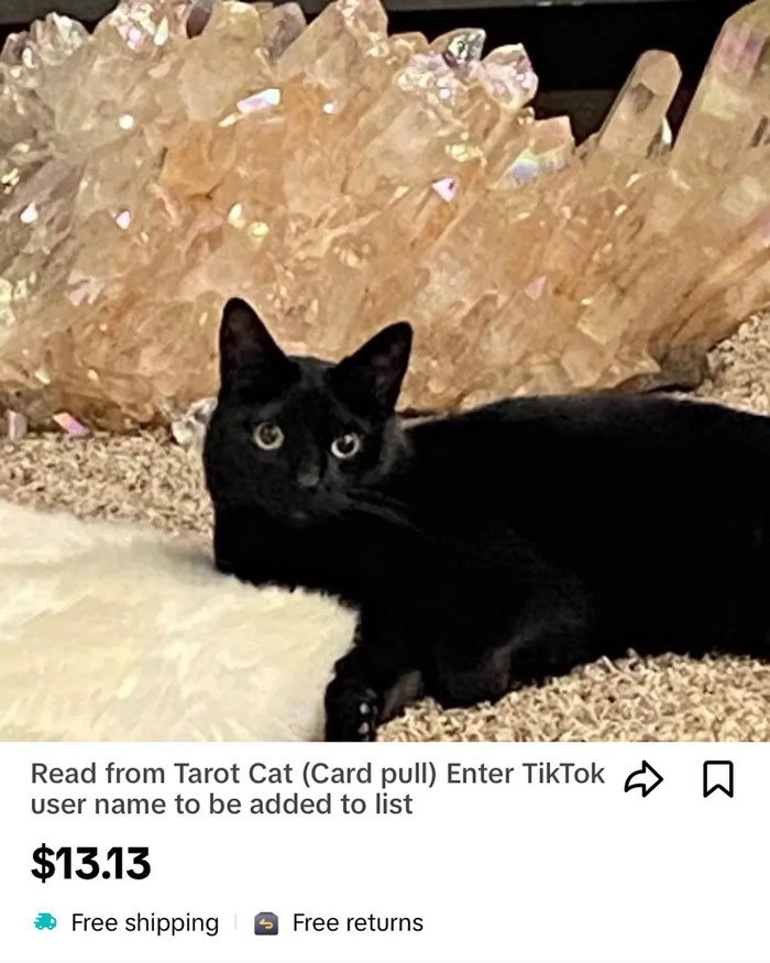 Black Rescue Cat que se encuentra cerca de cristales grandes, mostrando talentos místicos y atrayendo la atención de las madres de gatos.