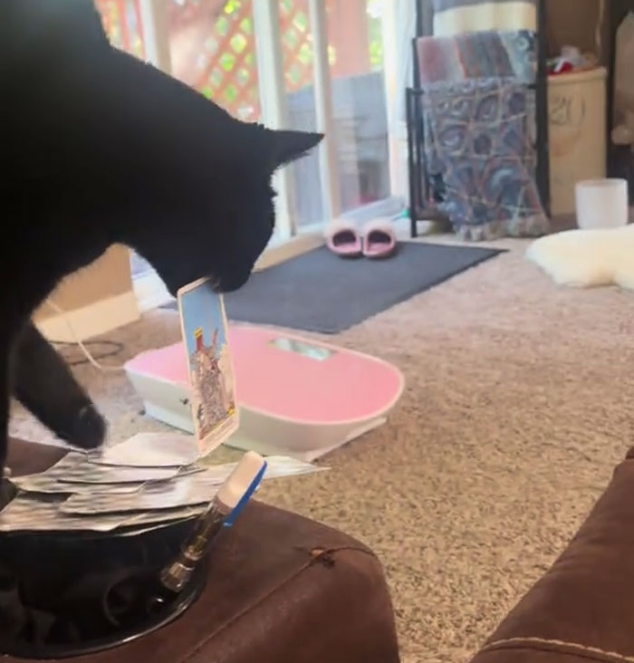 Black Rescue Cat eligiendo una tarjeta de tarot, que muestra talentos místicos en un acogedor ambiente de sala de estar.