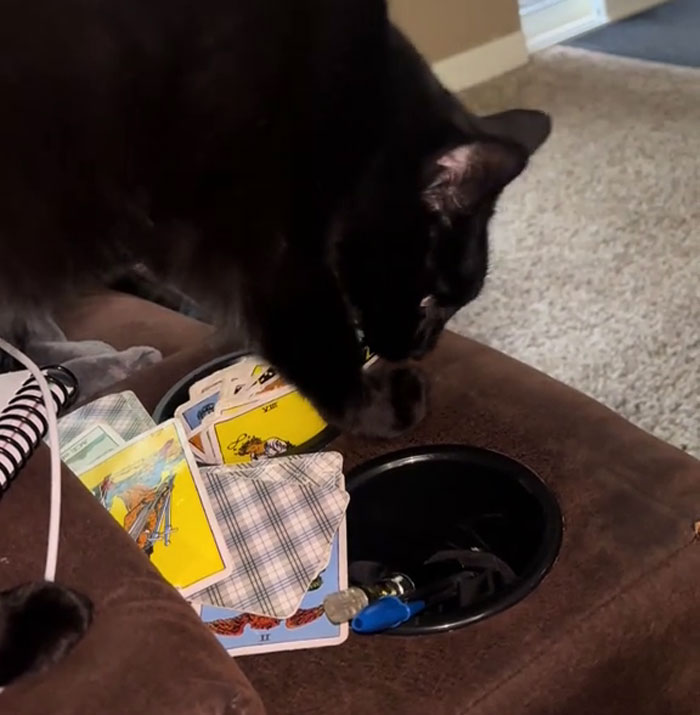 Black Rescue Cat Pawing Tarot cartas en un sofá marrón, que muestra talentos místicos e intrigante a su madre de gatos.