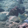 Día Octopus y la caza de peces de cabra azul en grupos, compartiendo roles de liderazgo