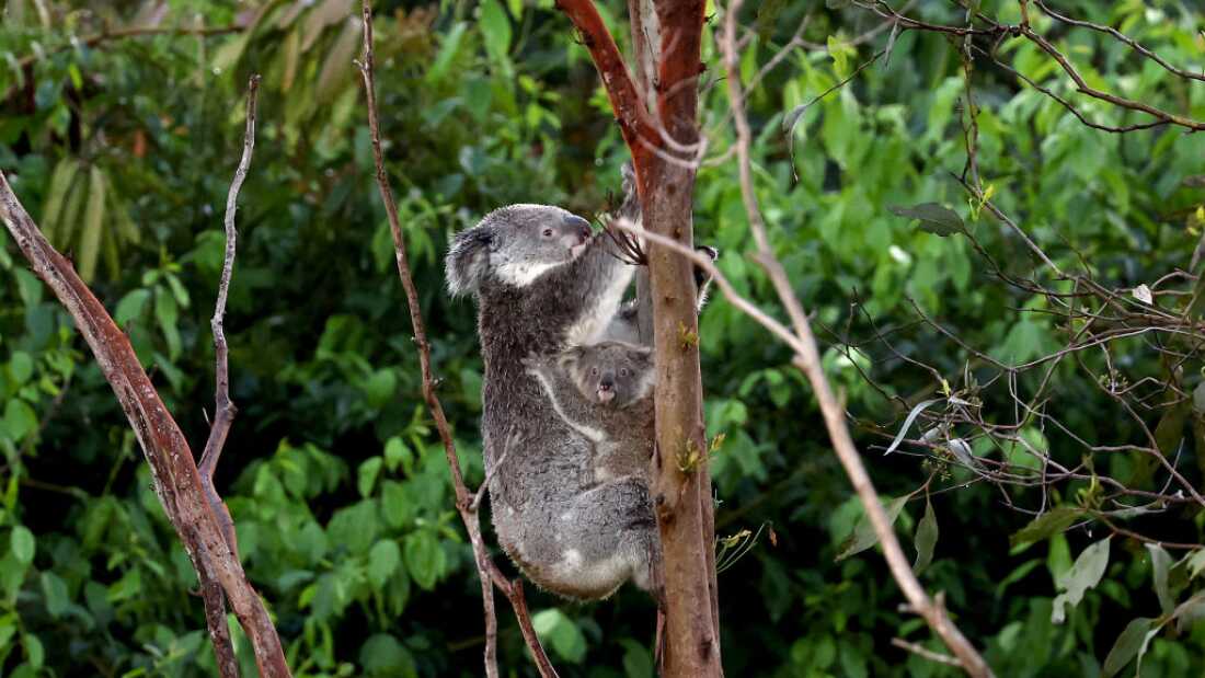 Un Koala y Joey suben un árbol en los matorrales ubicados cerca del centro de Brisbane el 14 de diciembre de 2024.