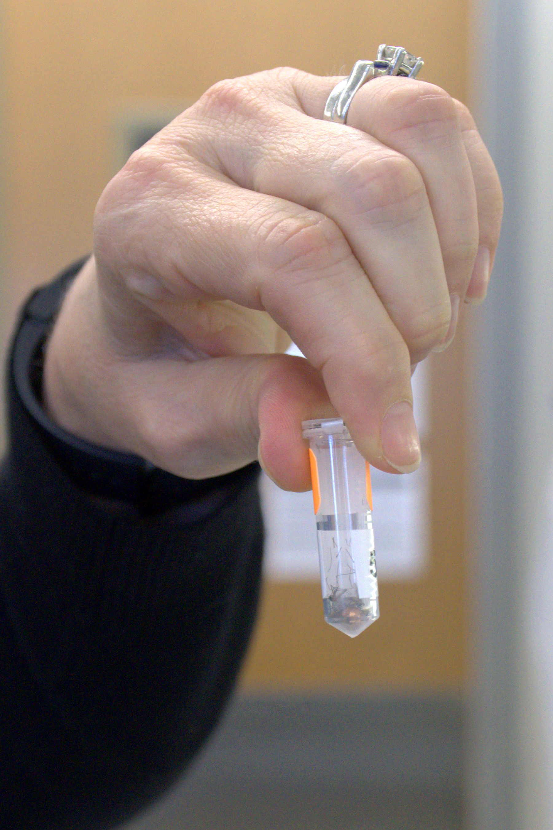 A tube containing Culex quinquefasciatus mosquitoes being prepared virus screening.