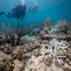 Los buzos de la Coral Restoration Foundation nadan sobre plantas de cuerno de ciervo blanqueadas en Horseshoe Reef en los Cayos de Florida el 3 de agosto de 2023. Un año después del peor evento de blanqueamiento jamás registrado, los arrecifes de coral frente a la costa de Florida se están recuperando lentamente.