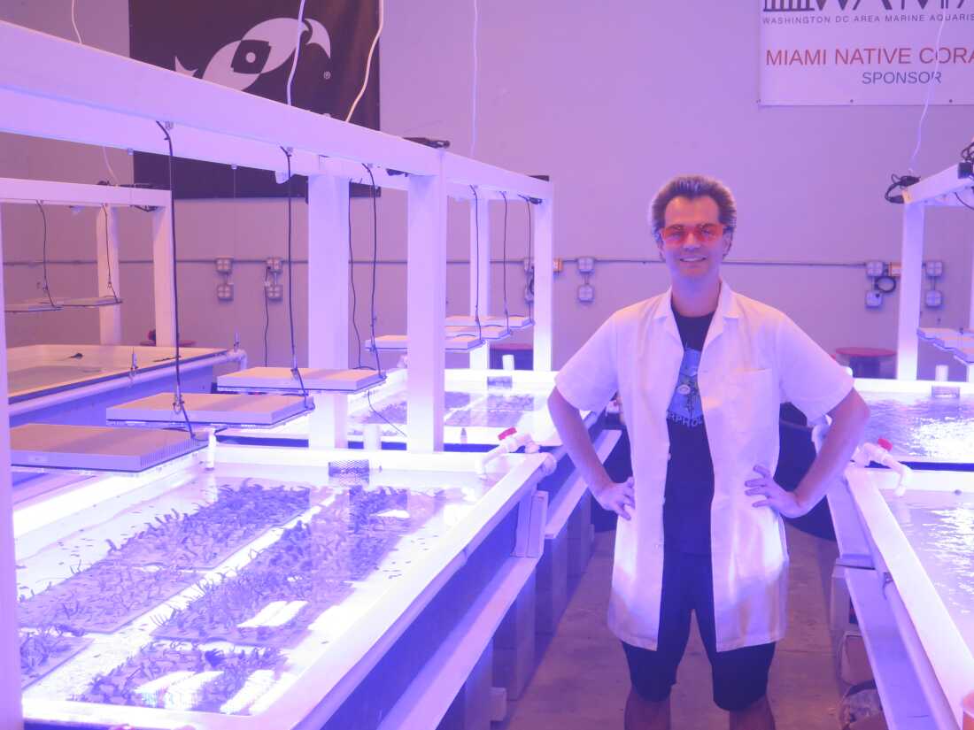 Colin Foord cuida cuidadosamente más de dos mil pequeños especímenes de coral blando que crecen en varios grandes tanques de agua salada. Pronto serán trasplantados a esculturas de hormigón submarinas.