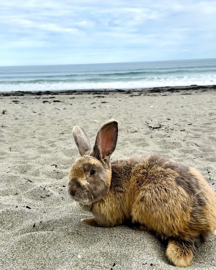 Conejo con rasgos de compañero de perro relajándose en una playa de arena cerca del océano bajo un cielo nublado.
