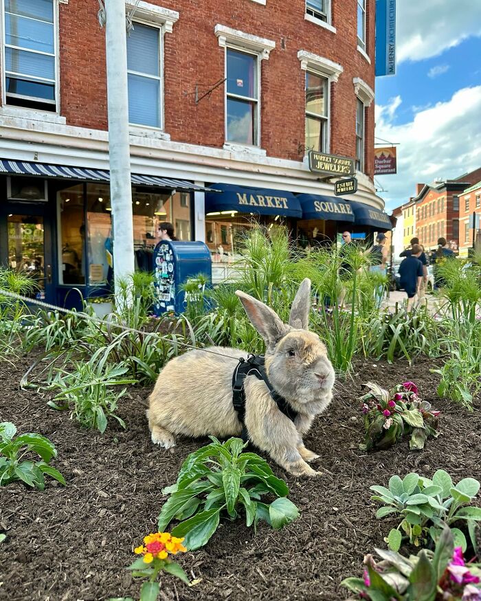 Conejo con un arnés en un jardín en las afueras de Market Square, que muestra los rasgos de compañero canino de Hoppy Gilmore.