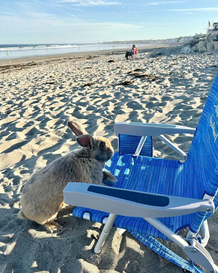 El frágil conejo Hoppy Gilmore sentado junto a una silla de playa azul en la orilla arenosa, mostrando un comportamiento afectuoso parecido al de un perro.