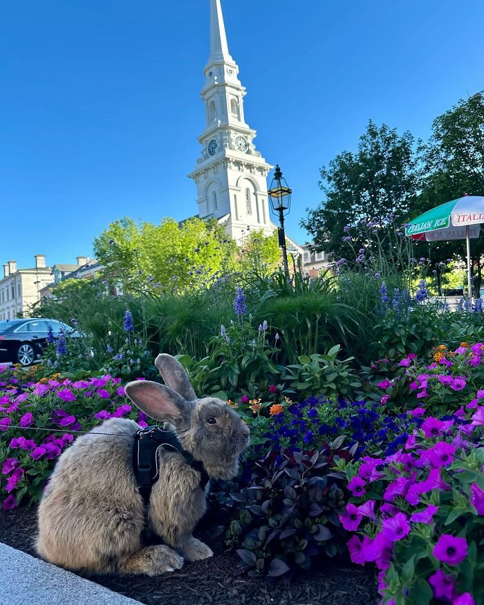 Conejo con un arnés sentado entre flores vibrantes con el campanario de una iglesia y un cielo azul claro en el fondo.