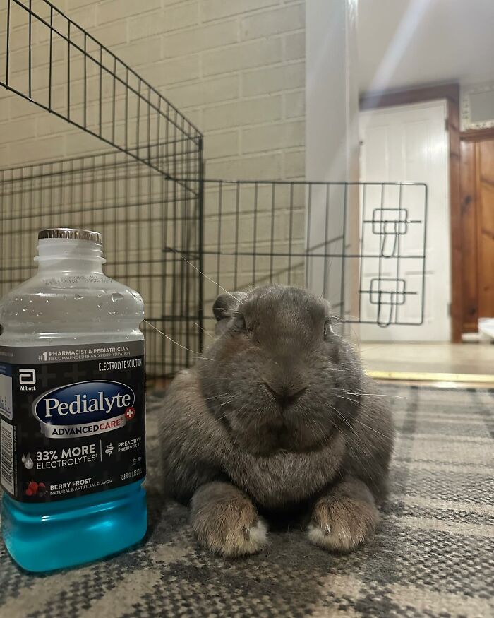 Conejo gris descansando sobre una alfombra cerca de una botella de agua y un recinto interior para mascotas, mostrando los rasgos afectuosos y parecidos a los de un perro de Hoppy Gilmore.