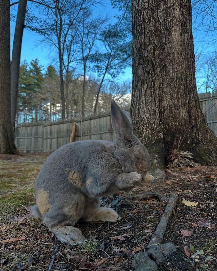 Conejo gris al aire libre cerca de un árbol, capturando el viaje de Hoppy Gilmore desde un frágil conejo hasta un afectuoso compañero parecido a un perro.