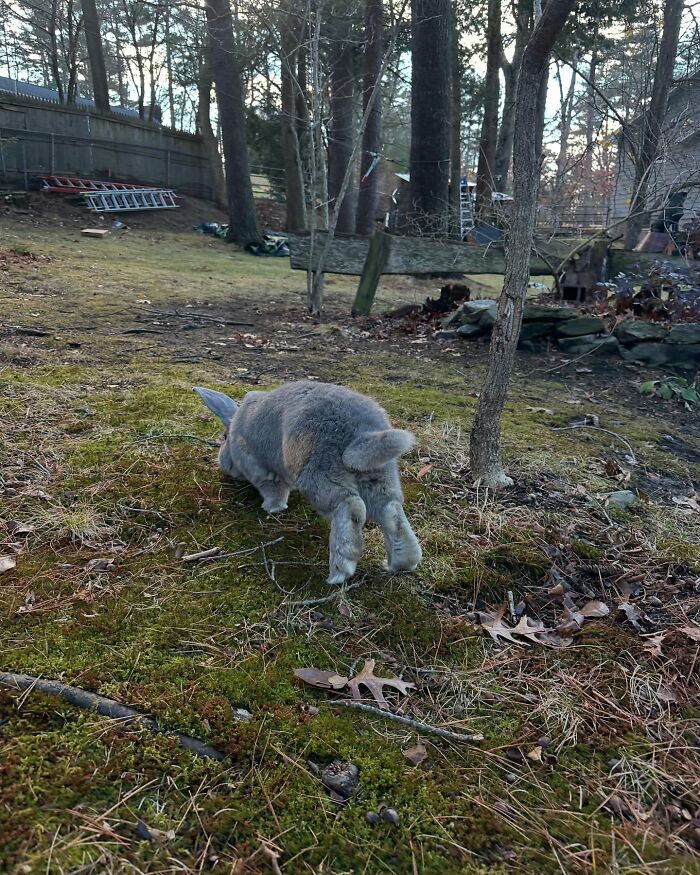 Conejo explorando un jardín cubierto de musgo al aire libre, mostrando el viaje de Hoppy Gilmore desde un frágil conejo hasta un afectuoso compañero parecido a un perro.