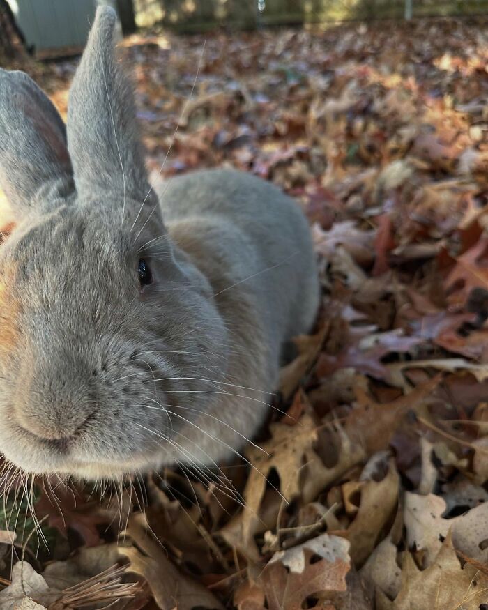 Primer plano de Hoppy Gilmore, el conejo que explora las hojas de otoño, mostrando su naturaleza afectuosa y parecida a un perro.