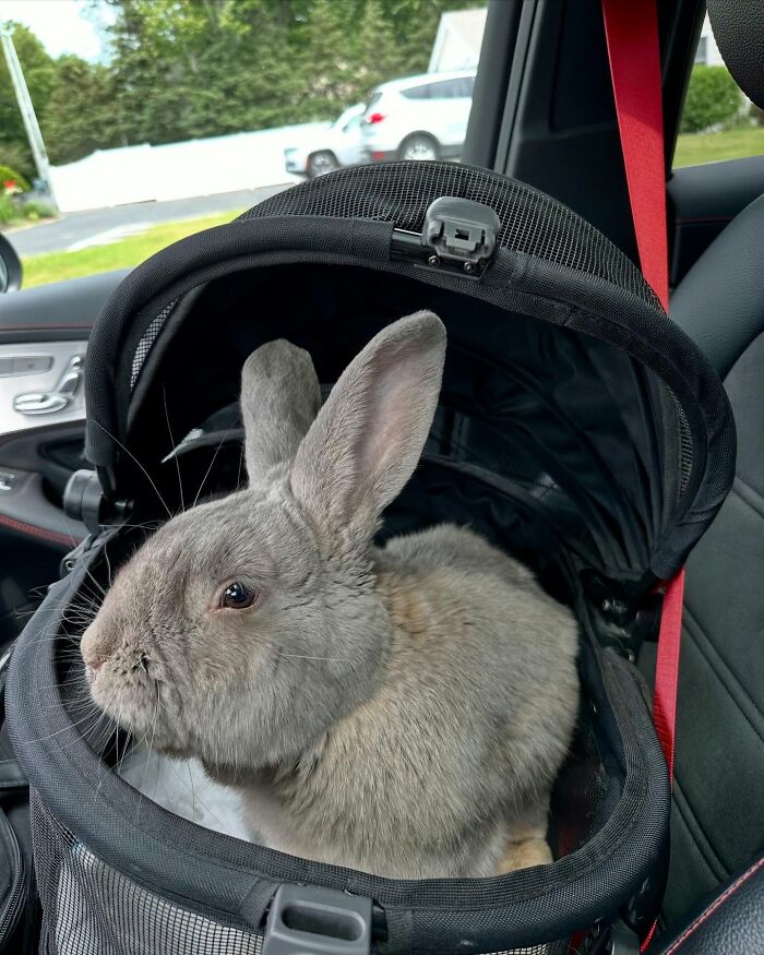 Conejo gris sentado en una jaula para mascotas dentro de un automóvil, destacando el viaje desde un conejo frágil hasta un compañero afectuoso.