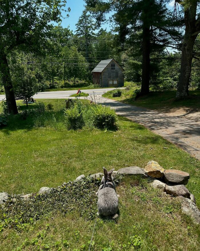 Conejo gris con arnés sentado sobre el césped en un patio soleado, que muestra el viaje de Hoppy Gilmore como un compañero afectuoso.