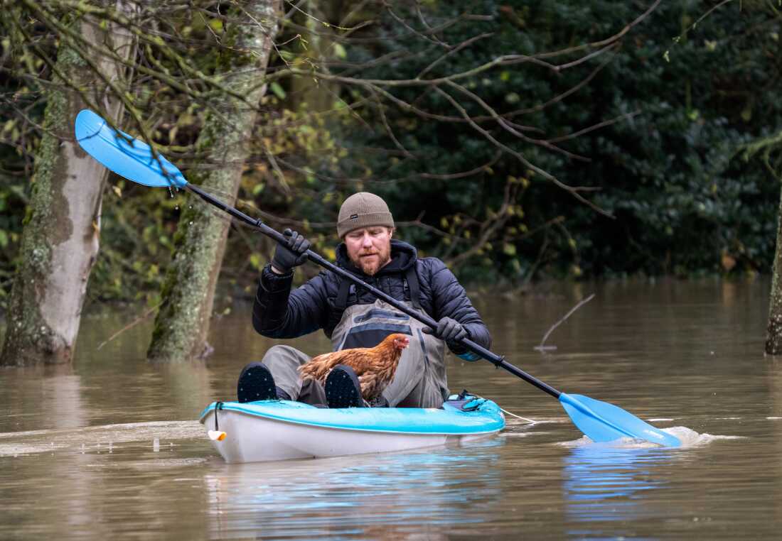 Eric Gustin rema hasta tierra firme después de rescatar a uno de varios pollos de un gallinero inundado en Burlington, Washington, el viernes.
