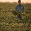 Brady Holst, que cultiva soja, maíz y trigo cerca de Augusta, Illinois, se encuentra entre un campo de cultivos.
