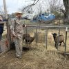 Robert y Emily Sory están iniciando un santuario de animales en su casa en Thompson Station, Tennessee. En 2026, planean quedarse sin seguro. Están buscando formas de pagar su atención sin cobertura. Blake Farmer / Noticias WPLN